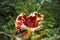 Eaten by a slug mushroom russula in green moss