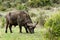 Eating - African Buffalo Syncerus caffer