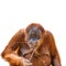 Eating Asian orangutan isolated at white background