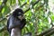 Eating Bamboo Leaves, Dusky Leaf Monkey, Trachypithecus obscurus, Endangered, 0