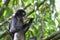 Eating Bamboo Leaves, Dusky Leaf Monkey, Trachypithecus obscurus, Endangered, 00