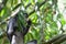 Eating Bamboo Leaves, Dusky Leaf Monkey, Trachypithecus obscurus, Endangered, 00