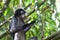 Eating Bamboo Leaves, Dusky Leaf Monkey, Trachypithecus obscurus, Endangered, 004