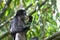 Eating Bamboo Leaves, Dusky Leaf Monkey, Trachypithecus obscurus, Endangered, 005