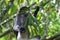 Eating Bamboo Leaves, Dusky Leaf Monkey, Trachypithecus obscurus, Endangered, 006