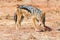 Eating Blackbacked Jackal