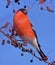 Eating Bullfinch on the tree