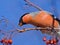 Eating Bullfinch on the tree