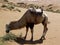 An eating camel