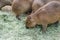 Eating Capybaras