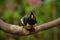 The eating collared aracari toucan