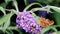 Eating Comma butterfly at pink Buddleja flower