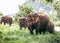 Eating elefants family near the pond in national nature park Uda