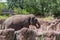 Eating Elephant in Busch Gardens Tampa Bay. Florida.