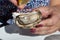 Eating of fresh live oysters with glass of white wine at farm cafe in oyster-farming village, with view on boats and water of