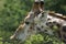 Eating giraffe Kruger Park South Africa