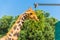 Eating giraffe, Safari Park - Majorca
