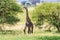 Eating giraffe in the Tarangire Park, Tanzania