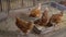 Eating hens near coop. Brown hens are eaten in the chicken coop. Red chicken on the farm. Domestic bird. Chicken at a