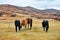 The eating horses on the Beigou scenery spot