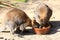 Eating kangaroos - red-necked wallaby