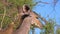 Eating kudu antelope