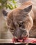 Eating a  of meat, a big puma cat cougar, a predatory beast eagerly devours prey, close-up portrait
