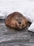 Eating Muskrat ondatra zibethicus