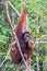 Eating Orangutan