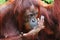 Eating orangutan in Borneo forest closeup of head.