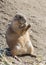 Eating prairie dog (genus Cynomys)