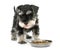 Eating puppy miniature schnauzer