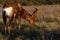 Eating Red Harte-beest - Alcelaphus buselaphus caama