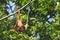 Eating red howler monkey, Colombia