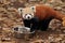 Eating red panda