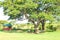 Eating and resting place under a huge african tree