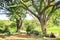 Eating and resting place under a huge african tree