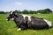 Eating and ruminating black-and-white cow lies in the green grass