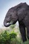 Eating small elephants in Masai Mara Kenya