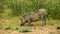 Eating warthog on savannah, Kenya