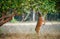 Eating wild male cheetal deer (Axis Axis). India