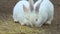 Eats easter little fluffy cute happy white background rabbit nature, for love hair from animal from domestic curiosity