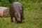 Eats on a green meadow. cute plump Dwarf Liberian hippo hippo pygmy with touching muzzle on green grass