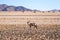 Eautiful Gemsbok, also called Oryx antelope, standing in the Namib Desert in Namibia