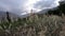 Eautiful Hunza Valley Behind Wheat Feilds