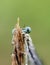 Eautiful portrait of dewy white-legged damselfly