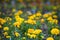 Eautiful yellow flowers