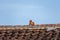 The eaves and corners of traditional Chinese residential buildings are made of red brick and lime