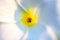 Eaxtreme Close up of beautiful white Bridal Bouquet, Plumeria pudica flower with water drops, copy space