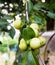 Ebony fruit and leaf on tree